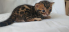 Additional photos: Bengal club kittens
