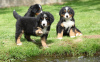 Photo №1. bernese mountain dog - for sale in the city of Românași | 908$ | Announcement № 11129