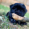 Photo №3. available stunning girls & boys puppies. Germany