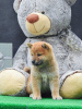 Additional photos: Shiba Inu puppies