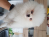 Photo №1. pomeranian - for sale in the city of Флорида Сити | Is free | Announcement № 125493