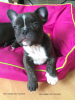 Photo №2 to announcement № 51303 for the sale of french bulldog - buy in Czech Republic 