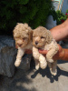 Photo №1. poodle (toy) - for sale in the city of Titel | 317$ | Announcement № 61077
