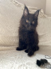Photo №4. I will sell maine coon in the city of Minsk. private announcement, from nursery, breeder - price - 792$