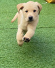 Photo №2 to announcement № 32015 for the sale of labrador retriever - buy in Germany 