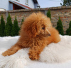 Photo №2 to announcement № 73105 for the sale of poodle (toy) - buy in Serbia breeder