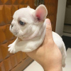 Photo №4. I will sell french bulldog in the city of Штутгарт. private announcement - price - 380$