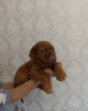 Photo №1. dogue de bordeaux - for sale in the city of Mogilyov | negotiated | Announcement № 37535