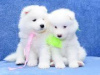 Photo №1. samoyed dog - for sale in the city of Warsaw | 317$ | Announcement № 57365