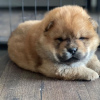 Photo №2 to announcement № 115795 for the sale of chow chow - buy in Germany from nursery, from the shelter, breeder