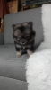 Photo №1. pomeranian - for sale in the city of Нант | negotiated | Announcement № 17343