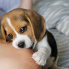 Photo №2 to announcement № 125667 for the sale of beagle - buy in Finland 