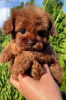 Photo №4. I will sell poodle (toy) in the city of Бреда. private announcement, breeder - price - 423$