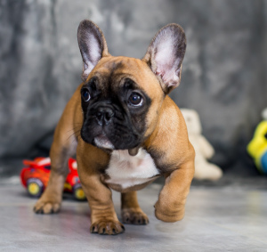 Photo №2 to announcement № 3882 for the sale of french bulldog - buy in Ukraine from nursery