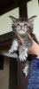 Photo №3. Healthy cute adorable and socialized maine coon kittens. United Kingdom