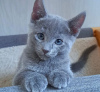Photo №2 to announcement № 89682 for the sale of russian blue - buy in Germany private announcement