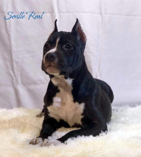 Photo №2 to announcement № 4833 for the sale of american staffordshire terrier - buy in Russian Federation from nursery