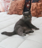 Additional photos: British shorthair