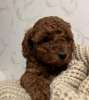 Photo №2 to announcement № 97156 for the sale of poodle (toy) - buy in Bulgaria private announcement