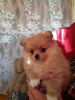 Photo №1. pomeranian - for sale in the city of Bobruisk | 317$ | Announcement № 10619