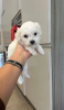 Photo №1. maltese dog - for sale in the city of Helsinki | 350$ | Announcement № 127516