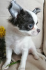 Photo №1. chihuahua - for sale in the city of Mogilyov | negotiated | Announcement № 40389