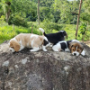 Photo №2 to announcement № 119508 for the sale of beagle - buy in Germany private announcement