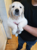 Photo №3. Two Vaccinated Golden Retriever Puppies available now. Germany