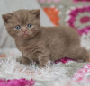 Photo №3. british shothair kitten. Germany