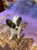 Photo №2 to announcement № 53711 for the sale of papillon dog - buy in Belarus private announcement