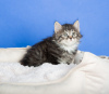 Additional photos: Kuril bobtail kittens for sale