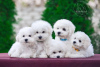 Photo №1. bichon frise - for sale in the city of Kharkov | 2438$ | Announcement № 10627