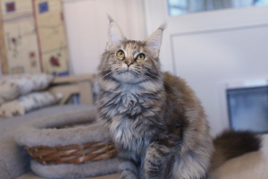 Additional photos: Maine Coon girl in tortie silver marble color