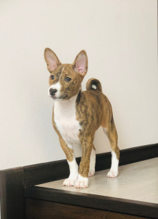 Photo №1. basenji - for sale in the city of Москва | Negotiated | Announcement № 1444