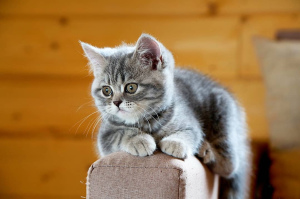 Photo №1. scottish straight, scottish fold - for sale in the city of Moscow | 164$ | Announcement № 2496