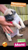 Photo №2 to announcement № 11331 for the sale of pug - buy in Ukraine private announcement