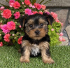 Photo №3. Beautiful Vaccinated Yorkshire Terrier puppies available now for loving homes. United States