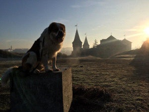 Photo №4. Mating st. bernard in Ukraine. Announcement № 6020