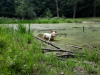 Additional photos: Knit Standard Bull Terrier