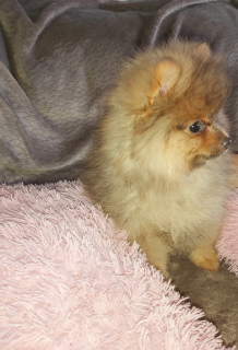 Photo №2 to announcement № 5825 for the sale of german spitz - buy in Russian Federation private announcement