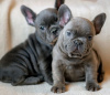 Photo №1. french bulldog - for sale in the city of Manzini | negotiated | Announcement № 42807