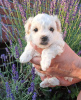 Photo №1. bolognese dog - for sale in the city of Bogumin | negotiated | Announcement № 20358