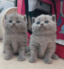 Photo №1. british shorthair - for sale in the city of Стамбул | Is free | Announcement № 9653