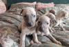 Photo №3. Beautiful KC registered whippet puppies. United States