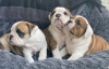 Photo №2 to announcement № 11316 for the sale of english bulldog - buy in Russian Federation private announcement