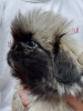 Additional photos: Pekingese puppies