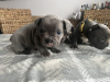 Photo №4. I will sell french bulldog in the city of Bryansk.  - price - 290$