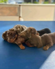 Photo №4. I will sell dachshund in the city of Атлантик-Сити. breeder - price - 400$