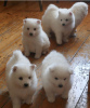 Photo №4. I will sell japanese spitz in the city of Alytus. private announcement - price - 1068$