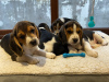 Photo №3. Akc registered beagle Puppies. United States